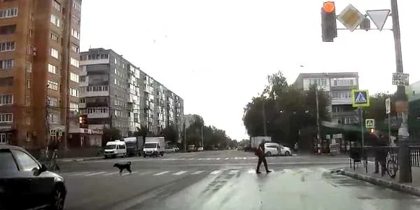 Дисциплинированный пес, или урок дзержинцам