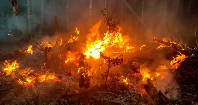 Огненное лето: режим ЧС из-за лесных пожаров введен в Нижегородской области