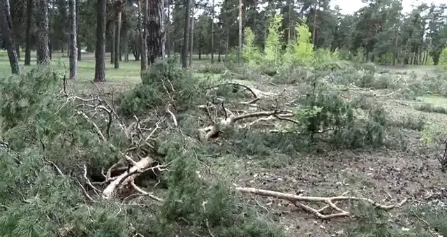 Победил парк: рейтинговое голосование по программе «Формирование комфортной городской среды» завершилось в Дзержинске