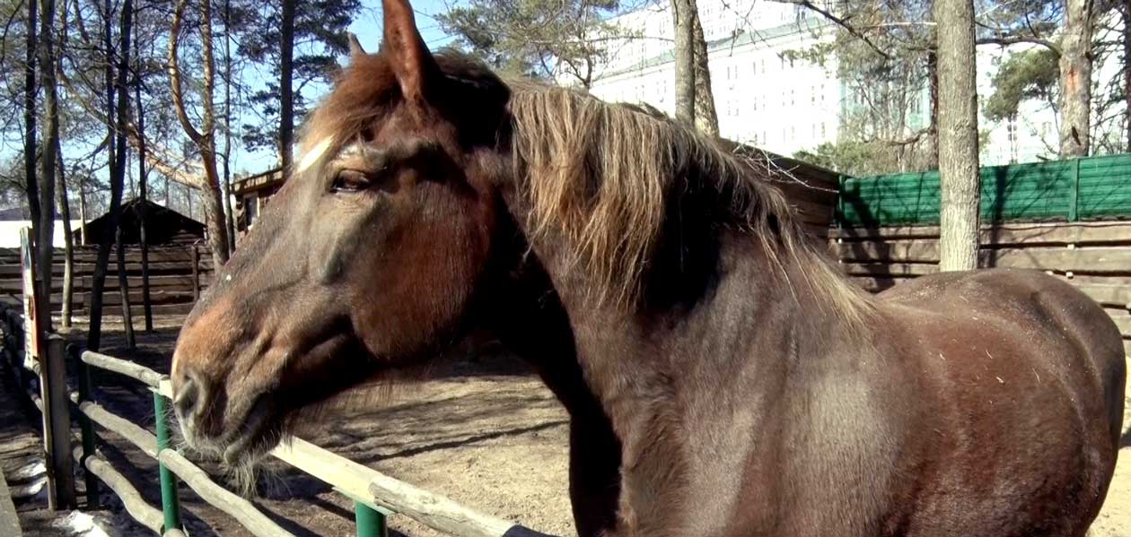 В КУМИ Дзержинска прокомментировали возможное закрытие зоопарка «Деревня Ромашково»