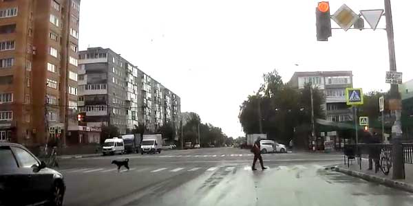 Дисциплинированный пес, или урок дзержинцам