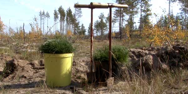 «Посади лес». Дзержинск присоединился к Всероссийской экологической акции