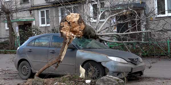 Не выдержал напора. В Дзержинске поваленный тополь повредил легковушку