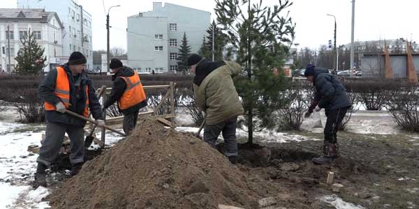 Хвойное ассорти. В разных районах Дзержинска посадили 27 молодых сосен