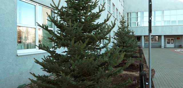 На старом месте: новые ели высадили около здания дзержинской администрации