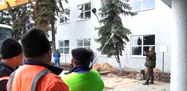 Выдрали с корнем: первое из пяти деревьев убрали от здания администрации Дзержинска