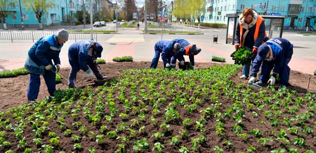 Городские цветы: более 120 тысяч цветов высадят на клумбы Дзержинска