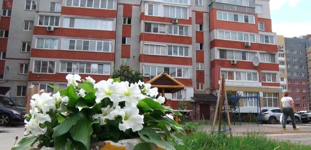 Сделать лучше: маленькие елочки и кипарисовик украсили двор по ул. Петрищева в Дзержинске