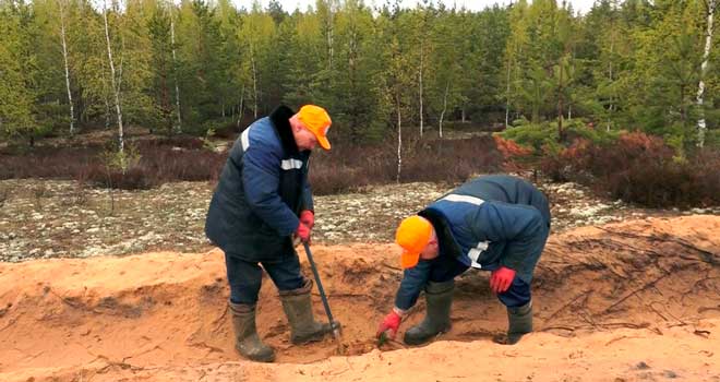 Восстановление леса: сотрудники Дзержинского водоканала высадили сосны в Балахнинском лесничестве