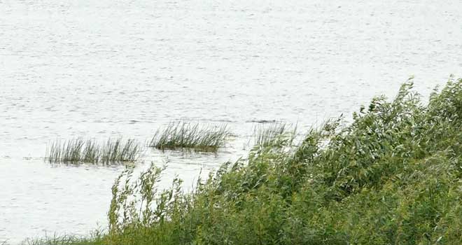 Трагедия на воде: тело 11-летней девочки извлекли водолазы из водоема в Володарске