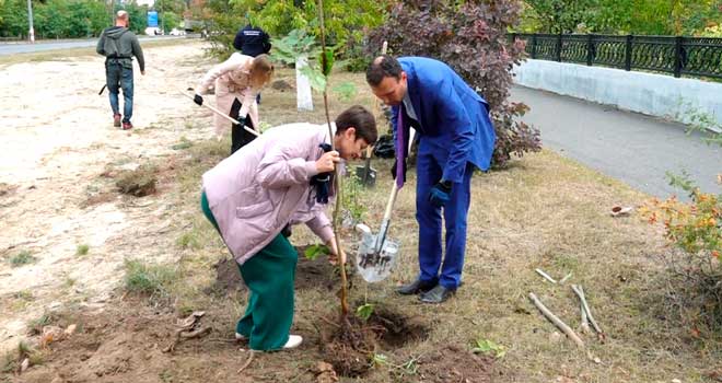 Подарок городу: 24 клена украсили аллею Ильяшевича в Дзержинске