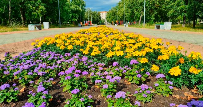Городские клумбы: более 140 тысяч цветов украсят улицы Дзержинска в этом году