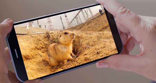 Не у нас: «космический» суслик живет на космодроме Байконур