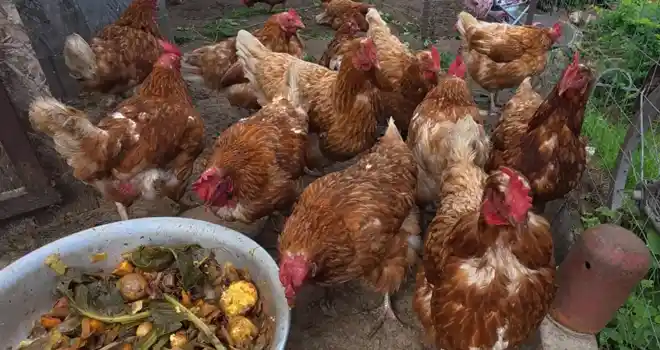 «УДачно»: креативная дача