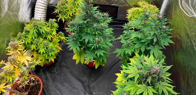 Садоводы марихуаны как вырастить коноплю в домашний условиях